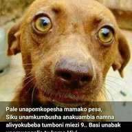 Kiborodinda