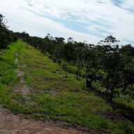 mwandelema
