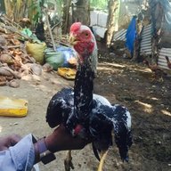 MAUA MAUA