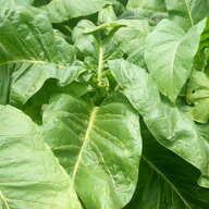 Ukubwa