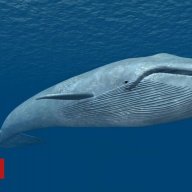 Blue whale