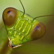 TheDataCircleTrader FX