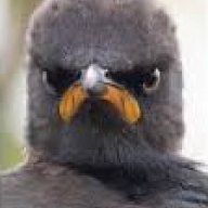 nkuku ngbendu wazabanga