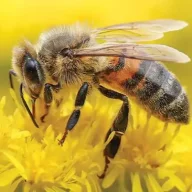 Honeybees