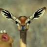nywele