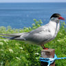 Arctic Tern