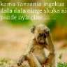 ngolya