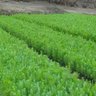arisefarm tz