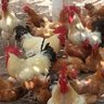 Mbisere Crossbreeding