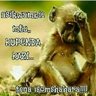 Qonqii