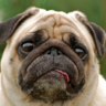 lidog