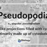 PSEUDOPODIA