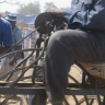 nduguye mnoamapanga