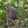 Sanje crested mangabey