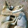 Kaza roho