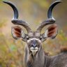 Greater Kudu