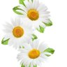 Daisy Leaf