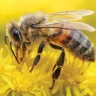 Honeybees