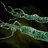 Helicobacter pylori