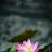 Lotusflowerxx