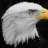 young eagle