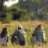Nyemo nasson lekuona