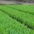 arisefarm tz