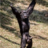 Mwakapumbu