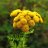 Tansy