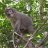 Sanje crested mangabey