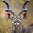 Greater Kudu
