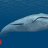 Blue whale