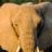 elephantsengetisafari