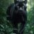 Kim panther