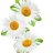 Daisy Leaf