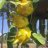 ghalim7090