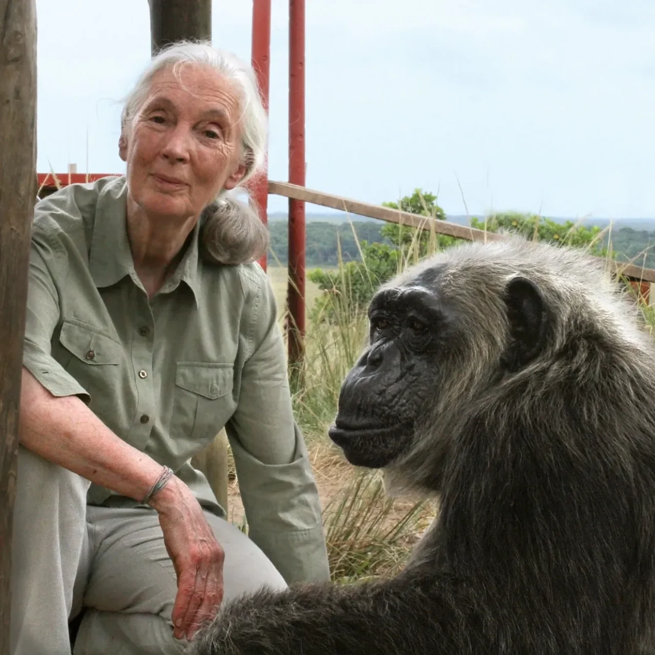 Dkt. Jane Goodall, rafiki na mtafiti wa sokwe hifadhi ya Gombe afariki dunia