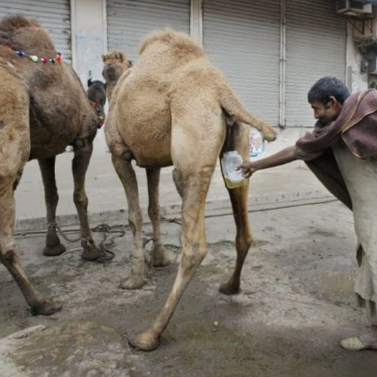 Mizania: Mkojo wa Ngamia ni salama kutumika kama dawa kwa binadamu