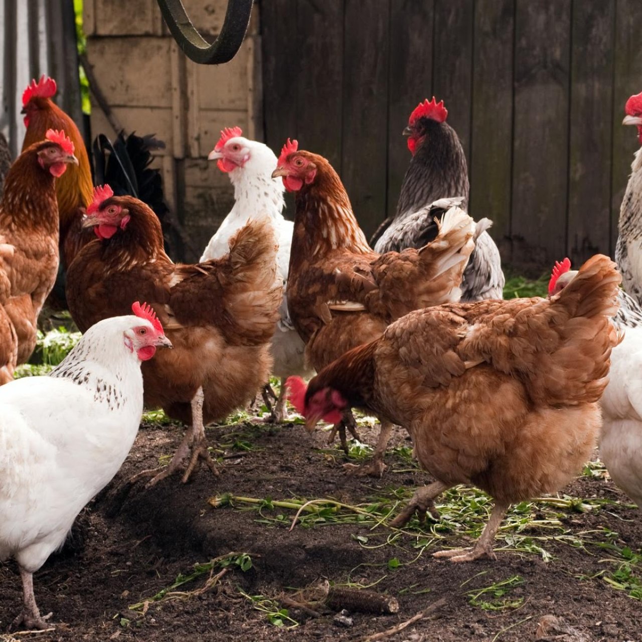 Naanza biashara ya kuku, wapi nipeleke kati ya Dar na Dodoma?