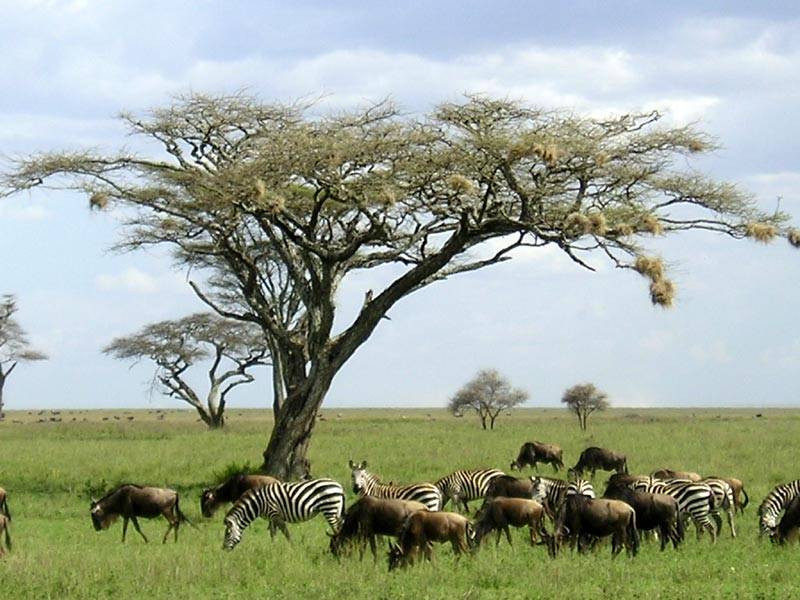 Serengeti-National-Park-Tanzania-2.jpg