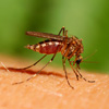 featured-mosquito.jpg