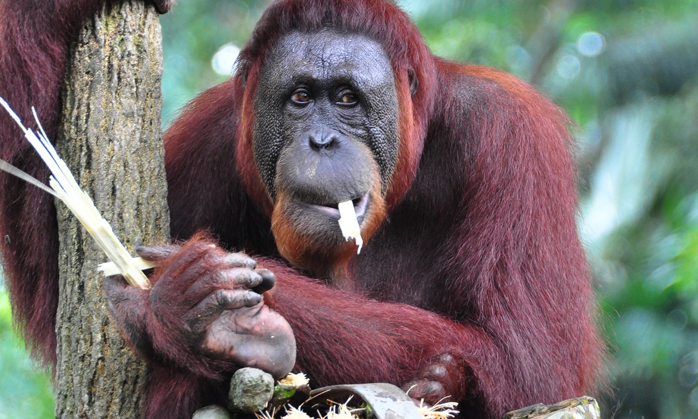 Great-Ape.jpg
