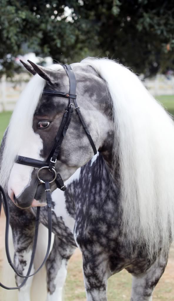 b3ffd-horse6.jpg