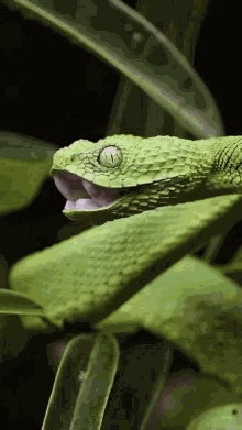 snake.gif