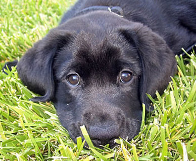 black-dog.jpg