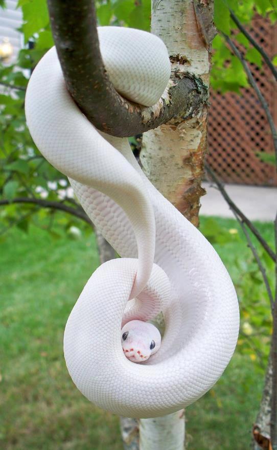 albino-snake.jpg
