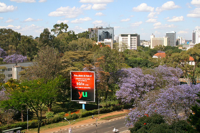 jacarandas-nairobi.jpg