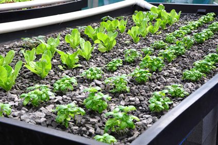 pif_aquaponics_CIN.jpg