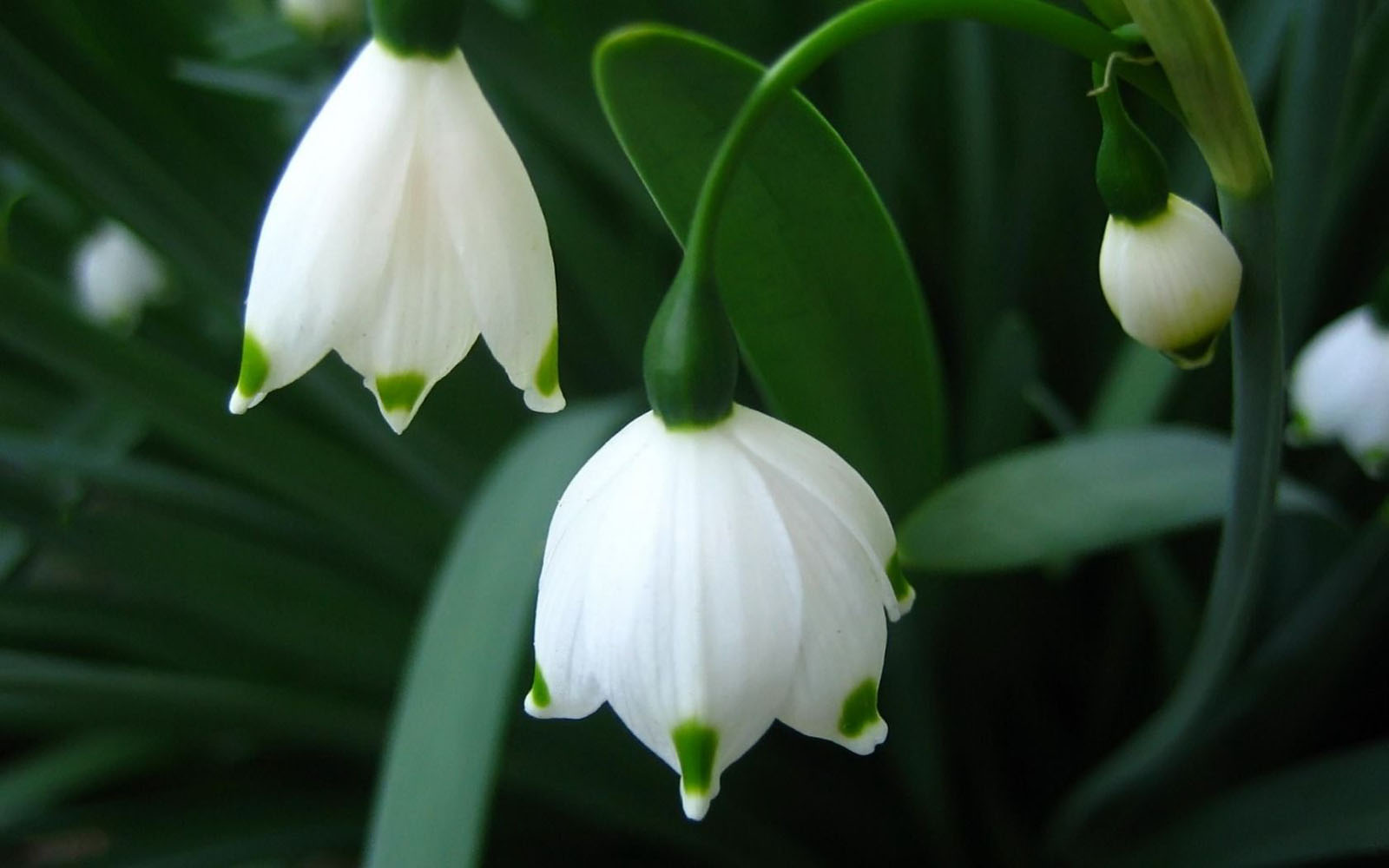 8-flower-wallpaper.jpg