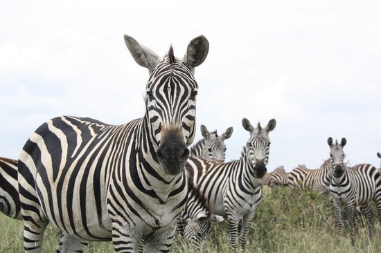 nairobi-national-park.jpg